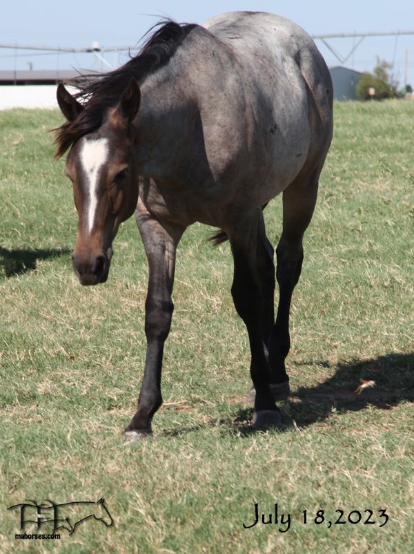 Crowheart Black Sox 2022 bay roan colt